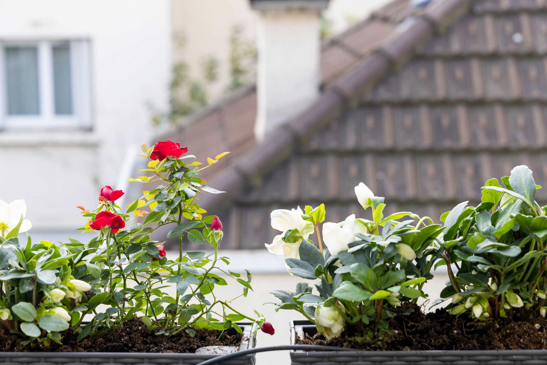 Fleurs sur hôtel avec terrasse privée paris - Maison Lavaud