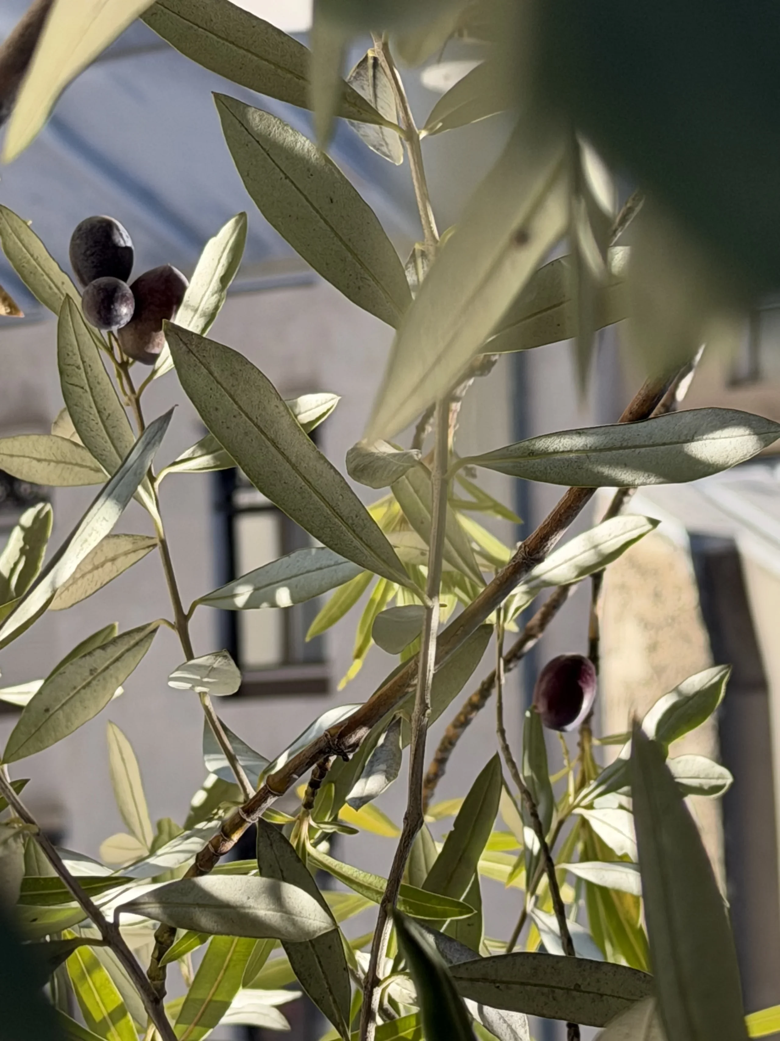 Olives sombres parmi les feuilles argentées d’un olivier éclairé par le soleil.
