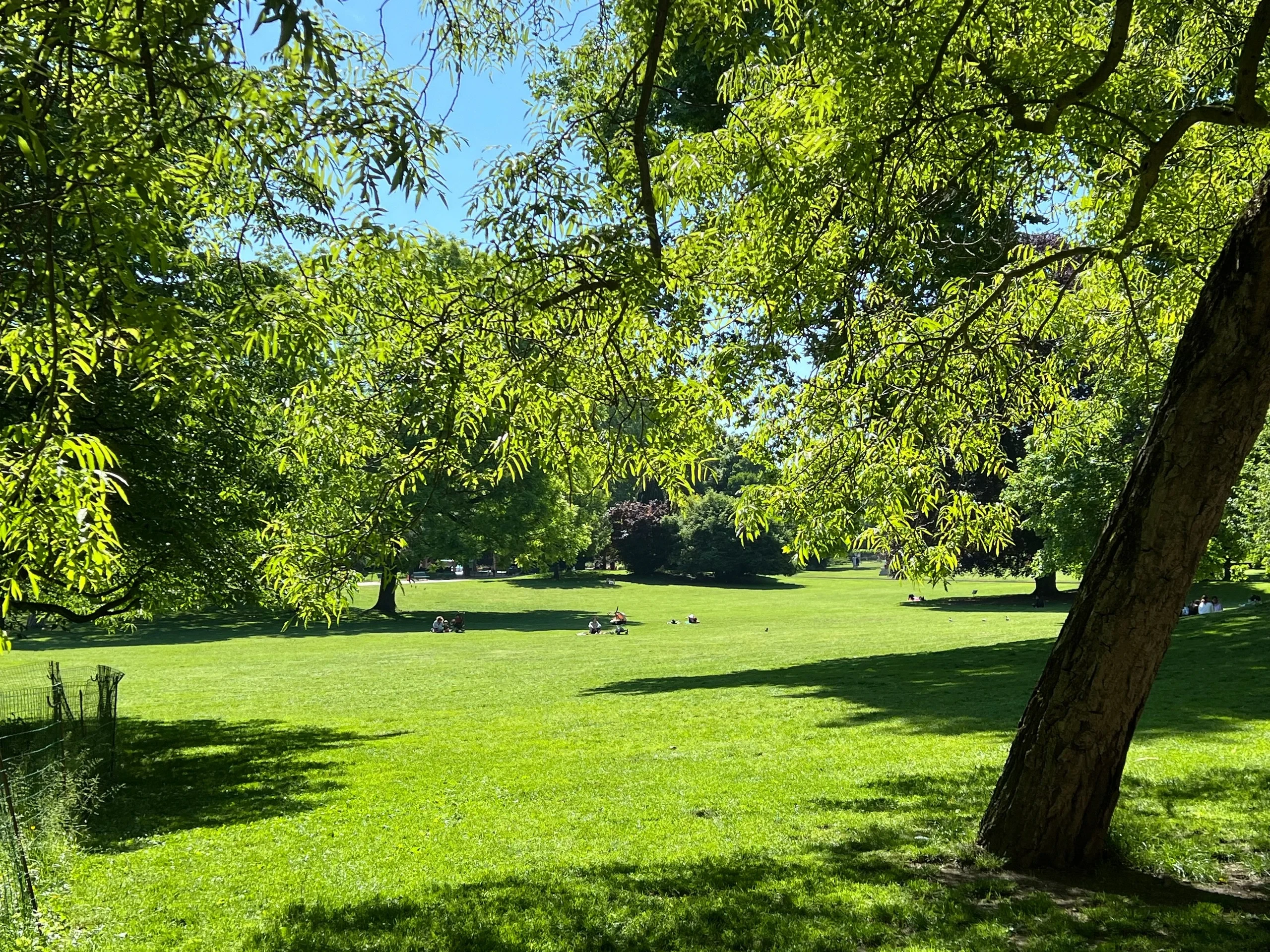 Grande pelouse ensoleillée bordée d’arbres, où plusieurs personnes se reposent à l’ombre et au soleil.